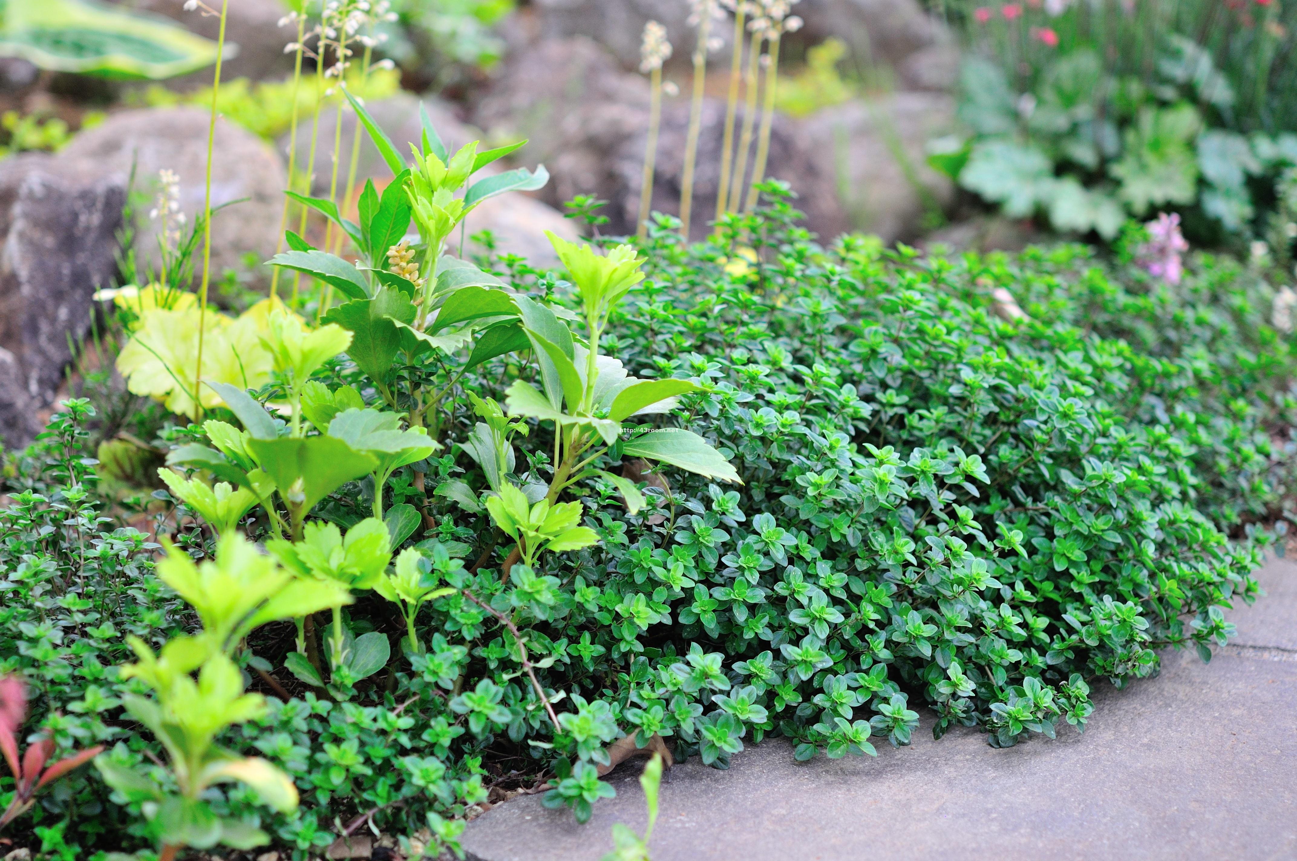 下草を植えて理想のお庭の雑草達を撃退しろ しみの部屋